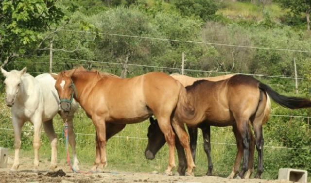  organisation de randonnées et séjour à la ferme 